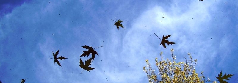 Falling Leaves