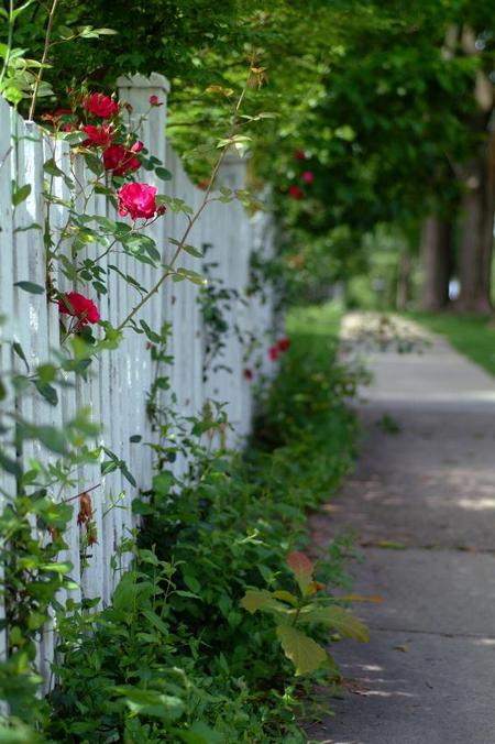 Sidewalk_roses3