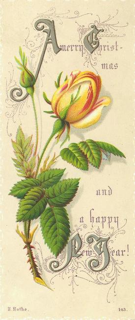 Xmas_rose