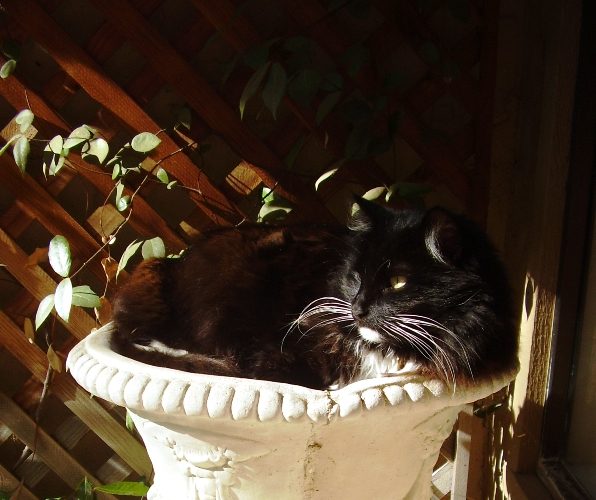 Guard Kitty