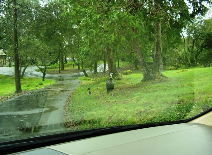 A rafter of turkeys