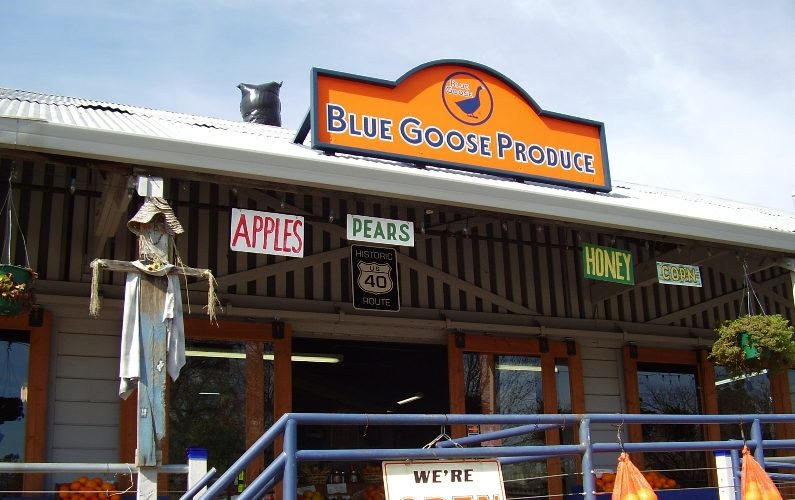 Blue Goose