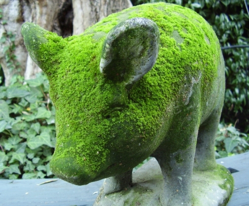 And this little piggie