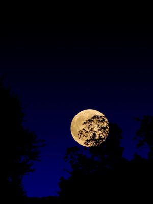 The moons