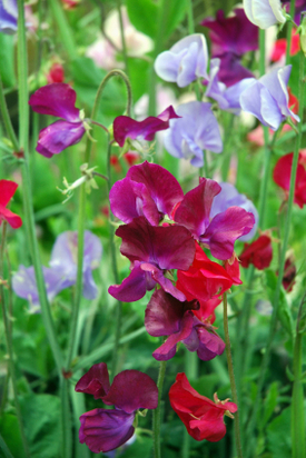 Sweetpeas
