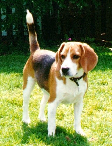 Beauregard
