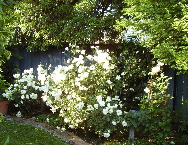 The garden in white