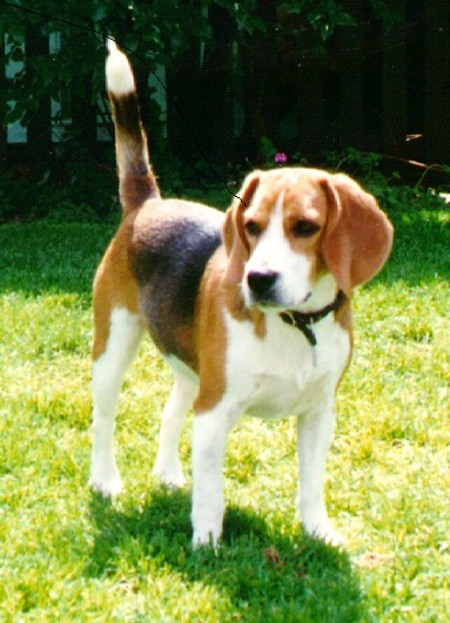 Beau