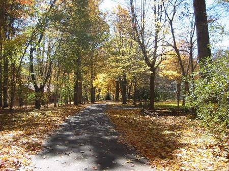 675703leafy_drivewest_jefferson