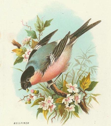 Bullfinch