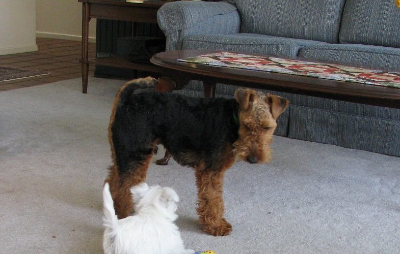 Puppysitting