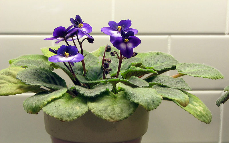 African Violets