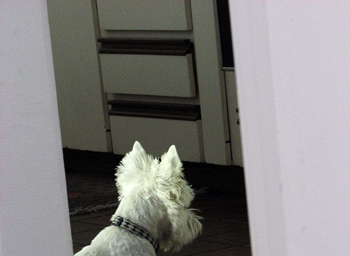 Puppy, waiting