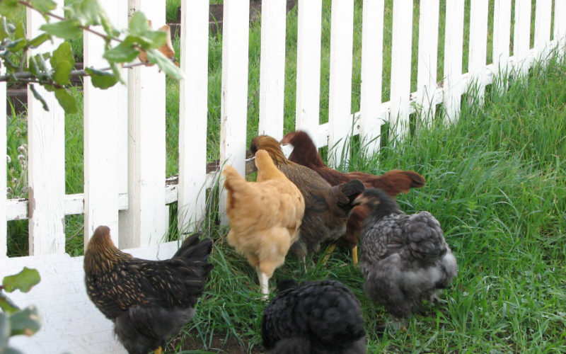 Wine and chickens at the cottage