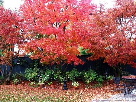 Fall Leaves