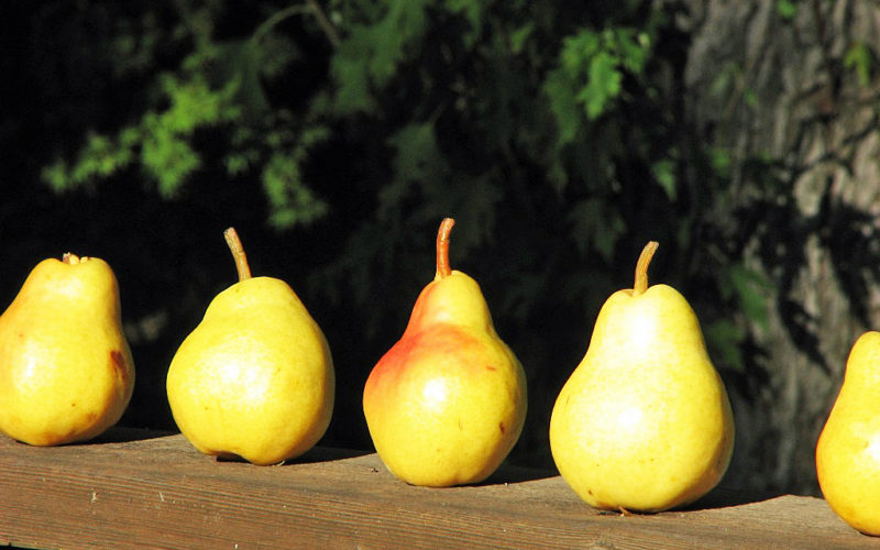 Pretty Fall Pears