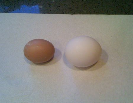 Egg comparison