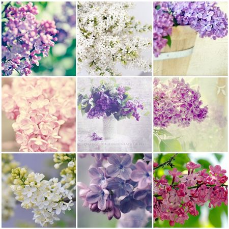 Lilacs