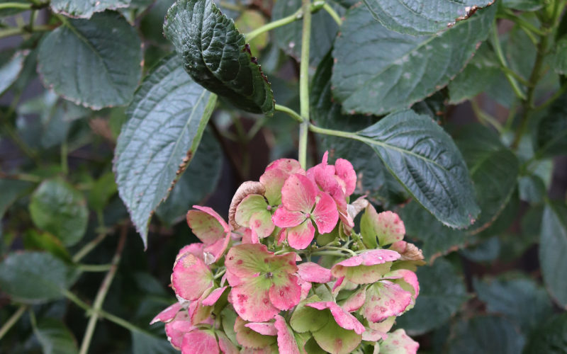 Late Autumn Garden