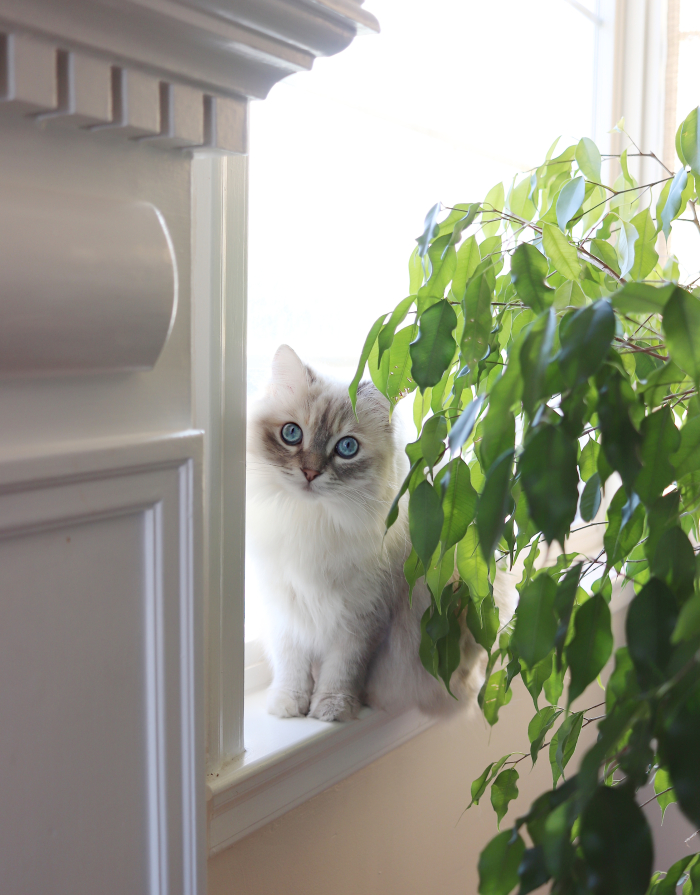 Rosie in the window