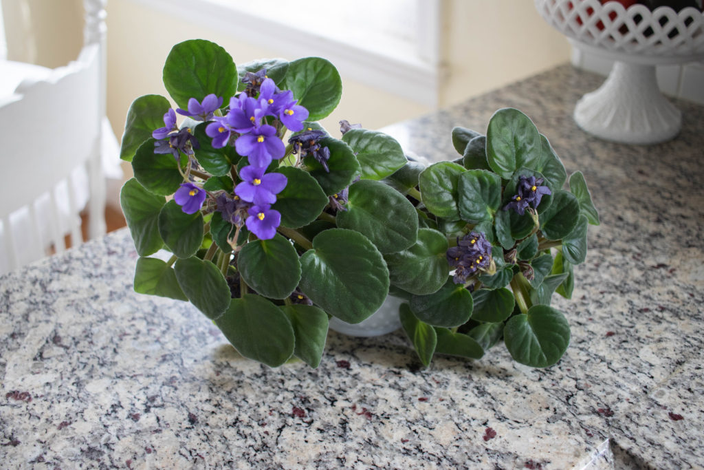 African Violet