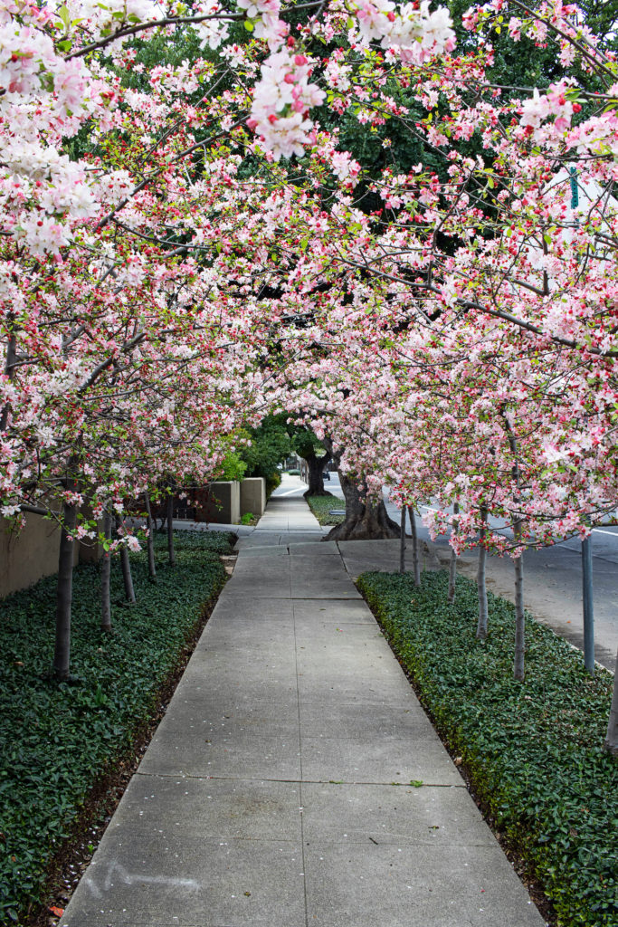 crab apple bower