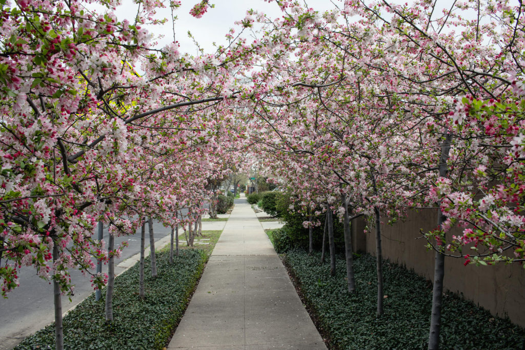 crab apple trees