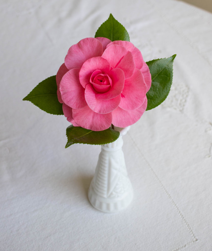 Camellia "In the Pink"