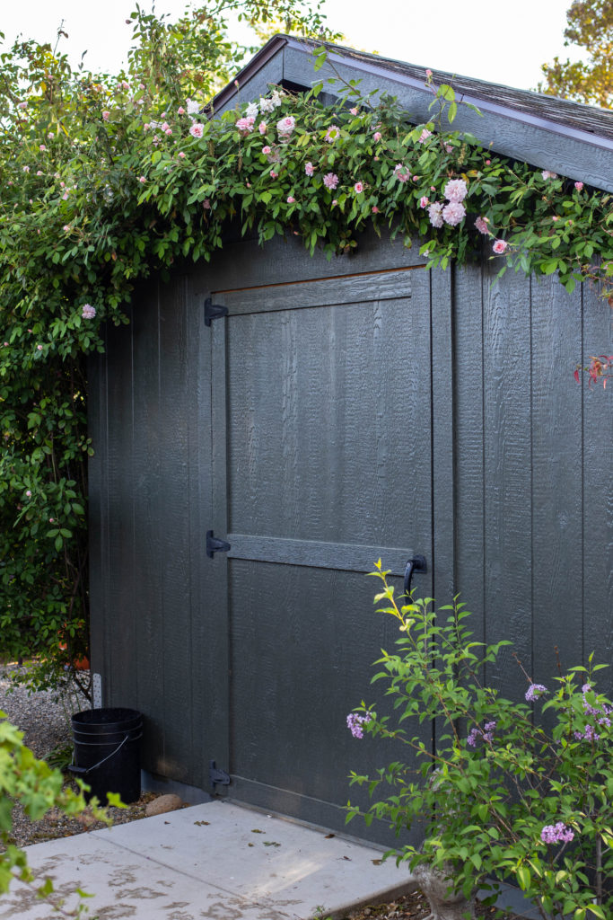 Rose covered shed