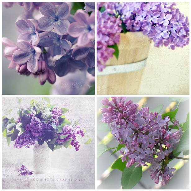 Lilacs